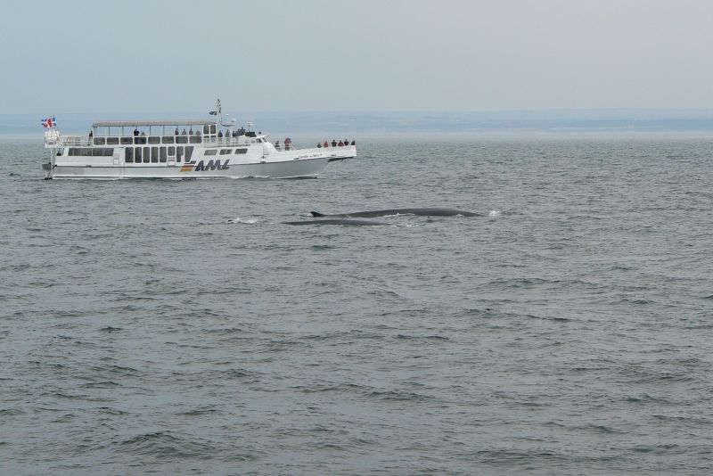 39 Balene a Tadoussac